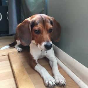 Meet your Posher, Elise